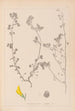 Ranskalaisen kasvilajiston herbarium Pl0289 - Louis Antoine Cusin — näkymä teoksesta