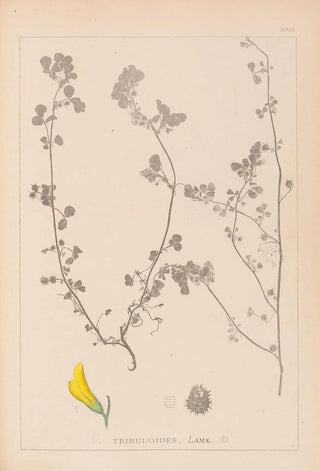 Louis Antoine Cusin - Herbier de la flore franaise Pl0289.webp