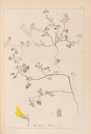 Louis Antoine Cusin - Herbier de la flore franaise Pl0290.webp