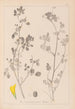 Ranskalaisen kasvilajiston herbarium Pl0291 - Louis Antoine Cusin — näkymä teoksesta