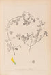 Ranskalaisen kasvilajiston herbarium Pl0292 - Louis Antoine Cusin — näkymä teoksesta