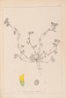 Ranskalaisen kasvilajiston herbarium Pl0293 - Louis Antoine Cusin — näkymä teoksesta