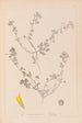 Ranskalaisen kasvilajiston herbarium Pl0294 - Louis Antoine Cusin — näkymä teoksesta