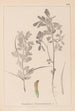 Ranskalaisen kasvilajiston herbarium Pl0295 - Louis Antoine Cusin — näkymä teoksesta