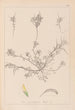 Ranskalaisen kasvilajiston herbarium Pl0296 - Louis Antoine Cusin — näkymä teoksesta