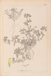Ranskalaisen kasvilajiston herbarium Pl0297 - Louis Antoine Cusin — näkymä teoksesta