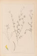 Ranskalaisen kasvilajiston herbarium Pl0298 - Louis Antoine Cusin — näkymä teoksesta