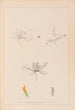Ranskalaisen kasvilajiston herbarium Pl0299 - Louis Antoine Cusin — näkymä teoksesta