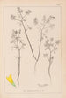 Ranskalaisen kasvilajiston herbarium Pl0300 - Louis Antoine Cusin — näkymä teoksesta