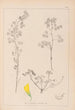 Ranskalaisen kasvilajiston herbarium Pl0301 - Louis Antoine Cusin — näkymä teoksesta