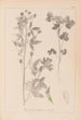 Ranskalaisen kasvilajiston herbarium Pl0302 - Louis Antoine Cusin — näkymä teoksesta