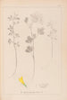 Ranskalaisen kasvilajiston herbarium Pl0303 - Louis Antoine Cusin — näkymä teoksesta