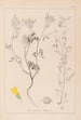 Ranskalaisen kasvilajiston herbarium Pl0304 - Louis Antoine Cusin — näkymä teoksesta