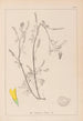 Ranskalaisen kasvilajiston herbarium Pl0305 - Louis Antoine Cusin — näkymä teoksesta