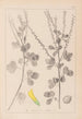 Ranskalaisen kasvilajiston herbarium Pl0306 - Louis Antoine Cusin — näkymä teoksesta