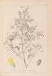 Ranskalaisen kasvilajiston herbarium Pl0307 - Louis Antoine Cusin — näkymä teoksesta