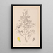 Ranskalaisen kasvilajiston herbarium Pl0307 - Louis Antoine Cusin — kehystetty taideteos seinällä