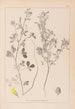 Ranskalaisen kasvilajiston herbarium Pl0308 - Louis Antoine Cusin — näkymä teoksesta