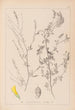 Ranskalaisen kasvilajiston herbarium Pl0310 - Louis Antoine Cusin — näkymä teoksesta