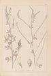 Ranskalaisen kasvilajiston herbarium Pl0311 - Louis Antoine Cusin — näkymä teoksesta