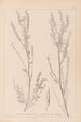Ranskalaisen kasvilajiston herbarium Pl0312 - Louis Antoine Cusin — näkymä teoksesta