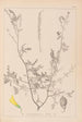 Ranskalaisen kasvilajiston herbarium Pl0313 - Louis Antoine Cusin — näkymä teoksesta