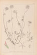 Ranskalaisen kasvilajiston herbarium Pl0314 - Louis Antoine Cusin — näkymä teoksesta