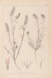 Ranskalaisen kasvilajiston herbarium Pl0315 - Louis Antoine Cusin — näkymä teoksesta