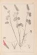 Ranskalaisen kasvilajiston herbarium Pl0316 - Louis Antoine Cusin — näkymä teoksesta