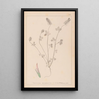 Louis Antoine Cusin - Herbier de la flore franaise Pl0317.webp