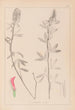 Ranskalaisen kasvilajiston herbarium Pl0318 - Louis Antoine Cusin — näkymä teoksesta