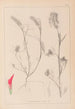 Ranskalaisen kasvilajiston herbarium Pl0319 - Louis Antoine Cusin — näkymä teoksesta