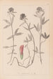 Ranskalaisen kasvilajiston herbarium Pl0320 - Louis Antoine Cusin — näkymä teoksesta