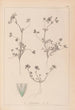 Ranskalaisen kasvilajiston herbarium Pl0323 - Louis Antoine Cusin — näkymä teoksesta