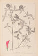 Ranskalaisen kasvilajiston herbarium Pl0324 - Louis Antoine Cusin — näkymä teoksesta