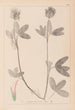 Ranskalaisen kasvilajiston herbarium Pl0326 - Louis Antoine Cusin — näkymä teoksesta