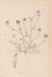 Ranskalaisen kasvilajiston herbarium Pl0327 - Louis Antoine Cusin — näkymä teoksesta
