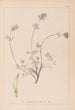 Ranskalaisen kasvilajiston herbarium Pl0328 - Louis Antoine Cusin — näkymä teoksesta