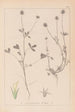 Ranskalaisen kasvilajiston herbarium Pl0329 - Louis Antoine Cusin — näkymä teoksesta