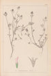 Ranskalaisen kasvilajiston herbarium Pl0330 - Louis Antoine Cusin — näkymä teoksesta