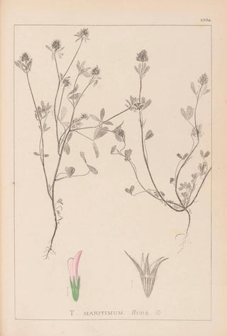 Louis Antoine Cusin - Herbier de la flore franaise Pl0330.webp