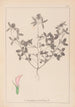 Ranskalaisen kasvilajiston herbarium Pl0331 - Louis Antoine Cusin — näkymä teoksesta