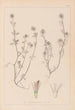Ranskalaisen kasvilajiston herbarium Pl0332 - Louis Antoine Cusin — näkymä teoksesta