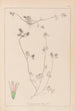 Ranskalaisen kasvilajiston herbarium Pl0333 - Louis Antoine Cusin — näkymä teoksesta