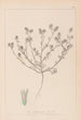 Ranskalaisen kasvilajiston herbarium Pl0334 - Louis Antoine Cusin — näkymä teoksesta