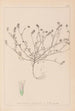 Ranskalaisen kasvilajiston herbarium Pl0335 - Louis Antoine Cusin — näkymä teoksesta