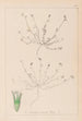 Ranskan kasvilajiston herbarium Pl0337 - Louis Antoine Cusin — näkymä teoksesta