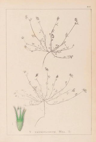 Louis Antoine Cusin - Herbier de la flore franaise Pl0337.webp