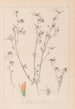 Ranskan kasvilajiston herbarium Pl0338 - Louis Antoine Cusin — näkymä teoksesta