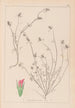 Ranskan kasvilajiston herbarium Pl0339 - Louis Antoine Cusin — näkymä teoksesta